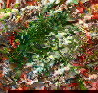 Mount Buninyong Winery