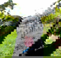 Every Man and His Dog Vineyard