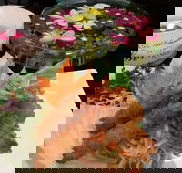 Tang Thai - Accommodation in Brisbane