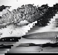 The Queensland Hotel