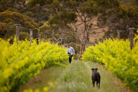 Islander Estate Vineyards - Accommodation in Brisbane 1