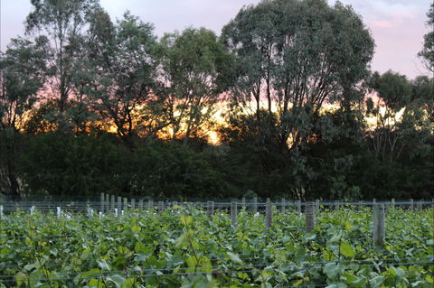 Haldon Estate Wines - Accommodation in Brisbane 2