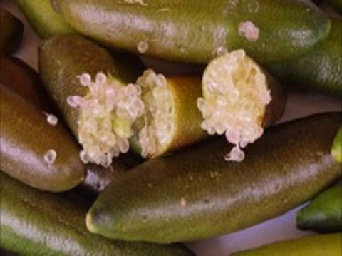 Sandy Creek Olives And Finger Limes - Accommodation in Brisbane 0