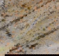 Copperpot Indian Restaurant - Accommodation in Brisbane