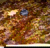 Pizza Riviera - Accommodation in Brisbane