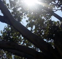 The Season Tree - Accommodation in Brisbane