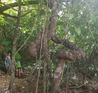 Foxy's Bar - Accommodation in Brisbane