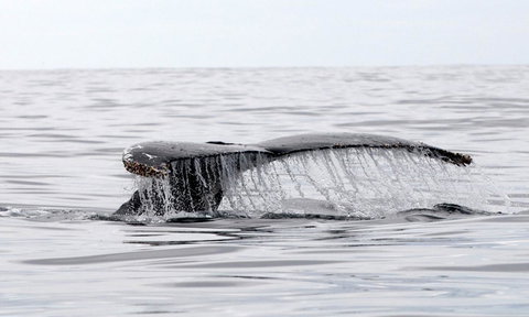 Mollymook Beach Waterfront - Accommodation in Brisbane 19