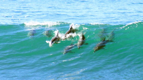 Mollymook Beach Waterfront - Accommodation in Brisbane 4