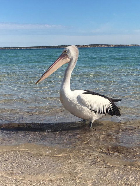 Sail & Anchor - Accommodation in Brisbane 2