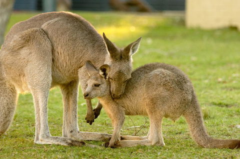 BIG4 Tasman Holiday Parks - Racecourse Beach - Accommodation in Brisbane 39