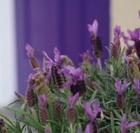 The Purple Door on Seaview - Accommodation in Brisbane