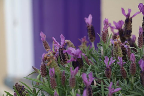 The Purple Door On Seaview - Accommodation in Brisbane 0