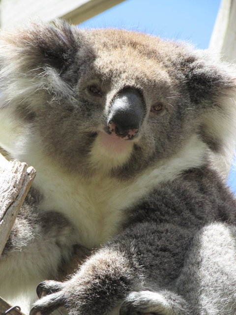 Lazy Days Cottage - Victor Harbor - Accommodation in Brisbane 10