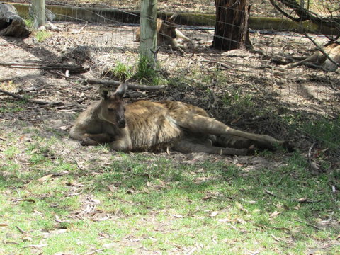 Lazy Days Cottage - Victor Harbor - Accommodation in Brisbane 11
