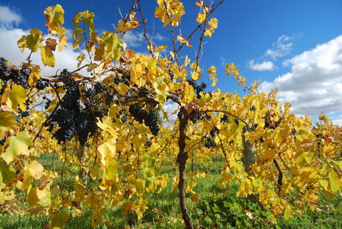 Novotel Barossa Valley Resort - Accommodation in Brisbane 10