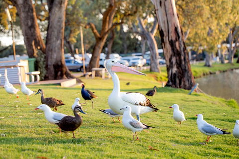 BIG4 Renmark Riverfront Holiday Park - Accommodation in Brisbane 9
