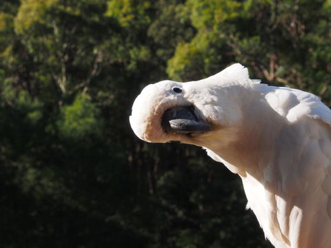 Bundle Hill Cottages - Accommodation in Brisbane 1