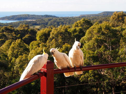 Bundle Hill Cottages - Accommodation in Brisbane 2