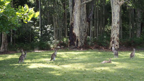 Bundle Hill Cottages - Accommodation in Brisbane 15