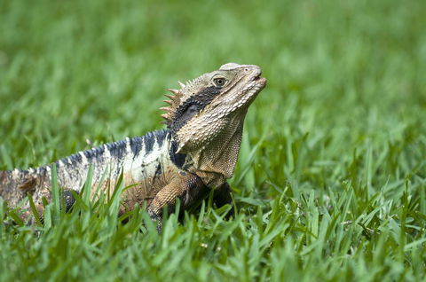 Flynns Beach Resort - Accommodation in Brisbane 14