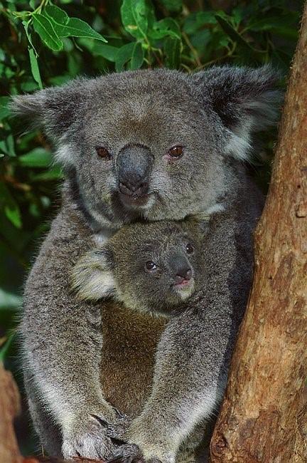 Flynns Beach Resort - Accommodation in Brisbane 11