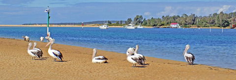 Pelican Motor Inn - Accommodation in Brisbane 29