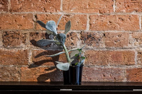 Chippendale Â· Quaint 1880â€™s Sydney Chippendale Terrace House - Accommodation in Brisbane 9