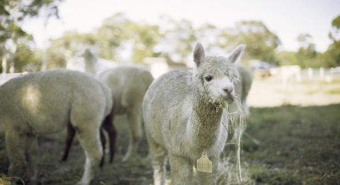 The Woods Farm Jervis Bay - Accommodation in Brisbane 12