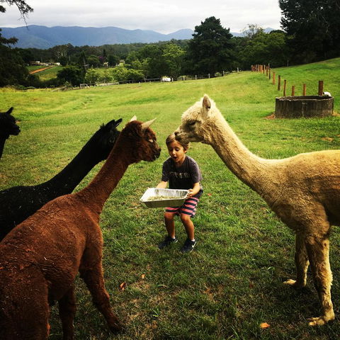 The Lodge Bellingen - Accommodation in Brisbane 44