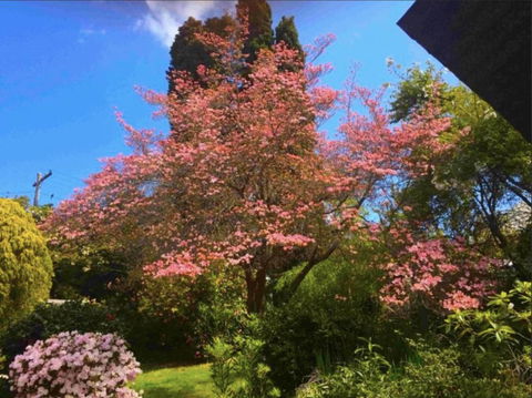Dangal Gardens - Accommodation in Brisbane 27