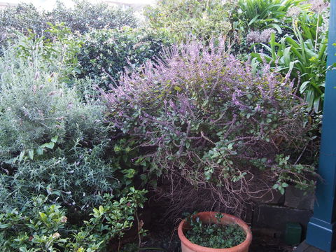 Bellevue Accommodation - Accommodation in Brisbane 24