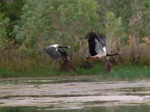 Mercure Kakadu Crocodile - Accommodation in Brisbane 31