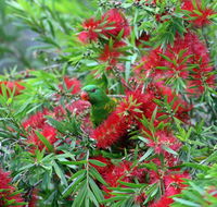 Bottlebrush B  B - Accommodation in Brisbane