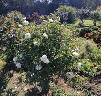 Carisbrook Country Retreat Motel - Accommodation in Brisbane