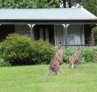 Cedar Lodge Cabins - Accommodation in Brisbane