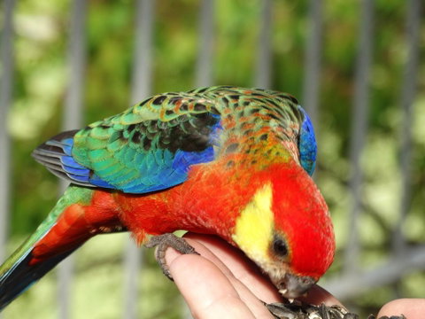 Cinnamon Coloureds Farm Cottages - Accommodation in Brisbane 3