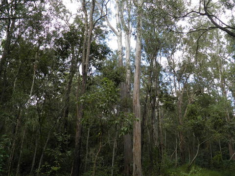 Coucals Cottage - Accommodation in Brisbane 3