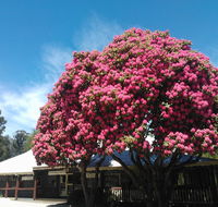 Crossways Country Inn - Accommodation in Brisbane
