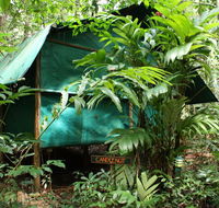 Daintree Crocodylus - Accommodation in Brisbane