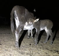 Donkey Tales Farm Cottages - Accommodation in Brisbane