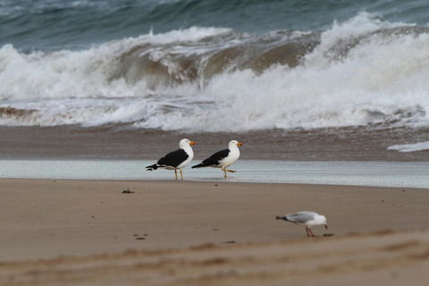 GALWAY COTTAGE - Accommodation in Brisbane 1