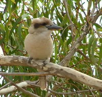 kookaburra nest - Accommodation in Brisbane