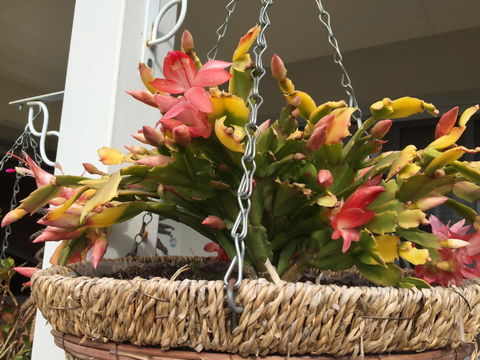 Lakeside Views - Accommodation in Brisbane 13