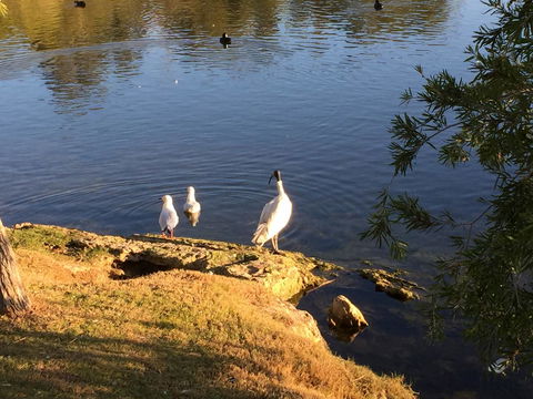 Lakeside Views - Accommodation in Brisbane 19