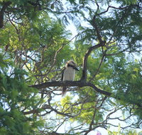 Jacaranda Hideaway Bed  Breakfast - Accommodation in Brisbane