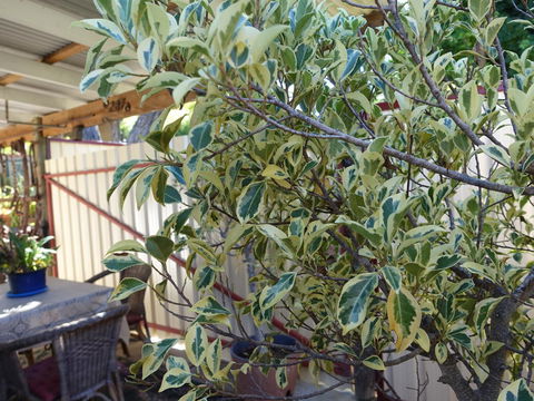 The Blacksmiths Cottage - Accommodation in Brisbane 21