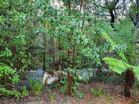 Roland B&B - Accommodation in Brisbane 12