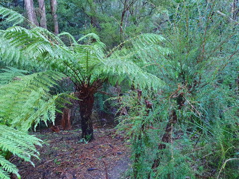 Roland B&B - Accommodation in Brisbane 21