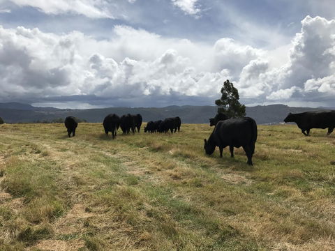 Highgrove - Accommodation in Brisbane 24